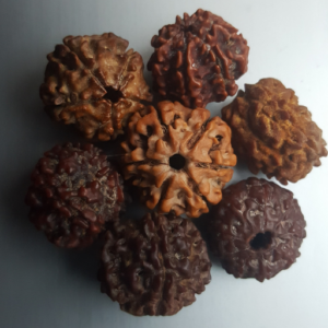 4 mukhi rudraksha