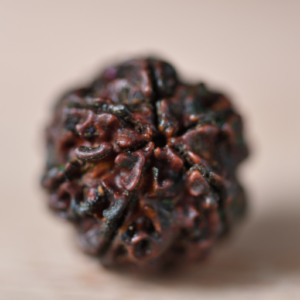 5 mukhi rudraksha